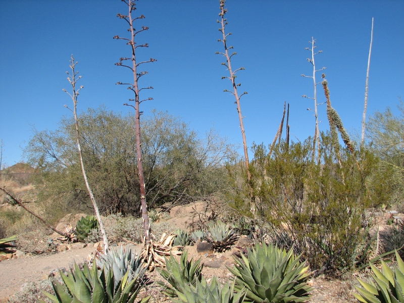 IMG_1113.JPG - Tall desert bloom