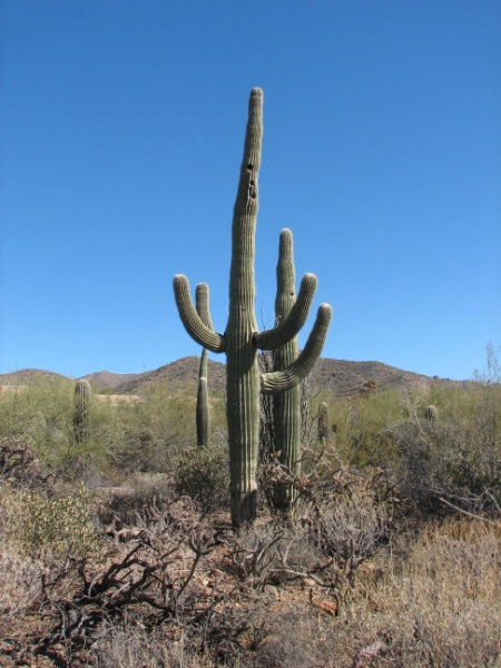 IMG_1114.JPG - Saguaro