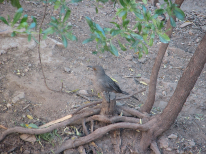 IMG_1117.JPG - Curve-billed Thrasher