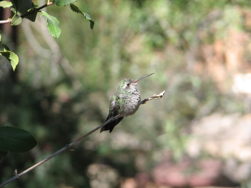 IMG_1120.JPG - Anna's Hummingbird