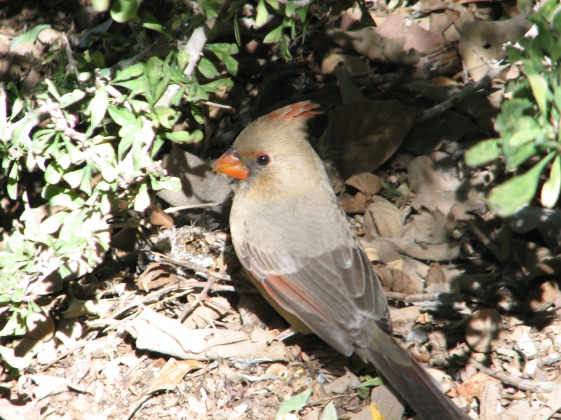 IMG_1128.JPG - Pyrrhuloxia