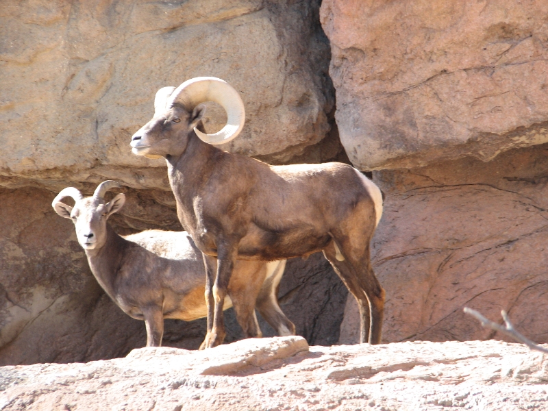 IMG_1140.JPG - Bighorn Sheep
