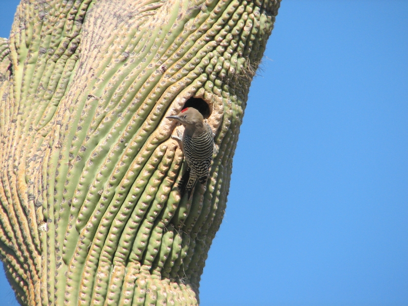 IMG_1144.JPG - Gila Woodpecker