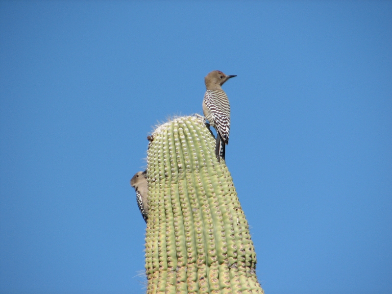 IMG_1145.JPG - Gila Woodpecker
