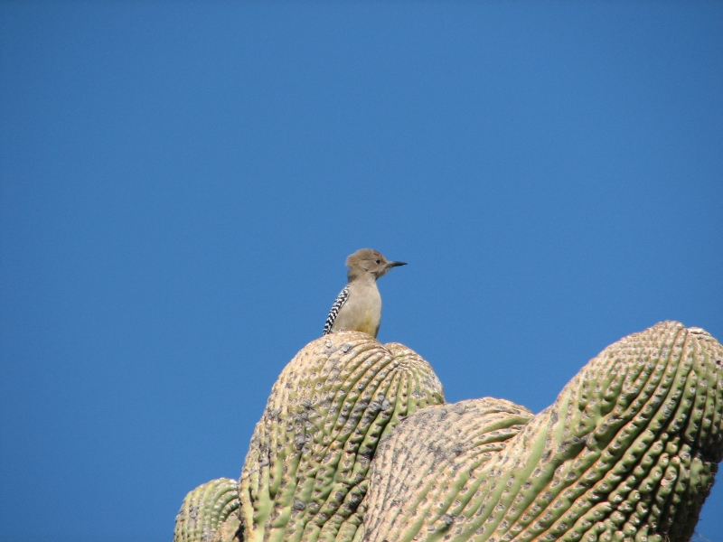 IMG_1146.JPG - Gila Woodpecker