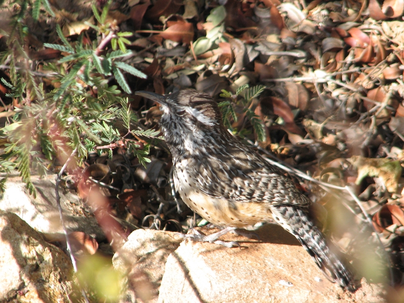 IMG_1147.JPG - Cactus Wren