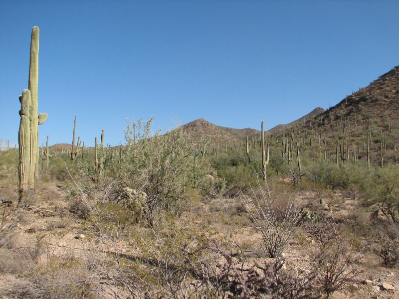 IMG_1154.JPG - Livestock grazing, which continued from the 1880's until 1979, devastated some cactus forests. Seedlings were killed outright by trampling or were tramping or were unable to find suitable places to grow because the ground had been compacted and nurse plants killed. Today, with grazing eliminated, recovery of the saguaro is underway in several areas. Thousands of young saguaros have taken hold, and they are thriving.