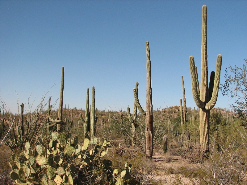 IMG_1160.JPG - A saguaro's growth is extremely slow. Growth occurs in spurts, with most of it taking place in the summer rainy season each year. After 15 years, the saguaro may be barely a foot tall. At about 30 years saguaro can begin to flower and produce fruits.