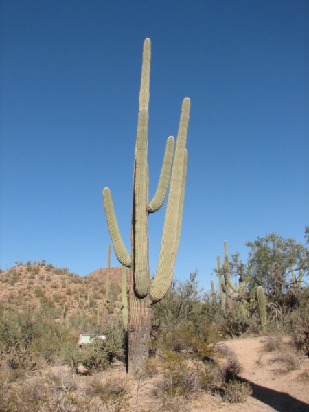 IMG_1161.JPG - It is renowned for the variety of odd, all too human shapes it assumes, shapes that inspire wild and fanciful imaginings. Giant saguaro cacti, unique to the Sonoran Desert, sometimes reach a height of 50 feet in this cactus forest, which covers the valley floor, rising into the Rincon and West Tucson mountains.