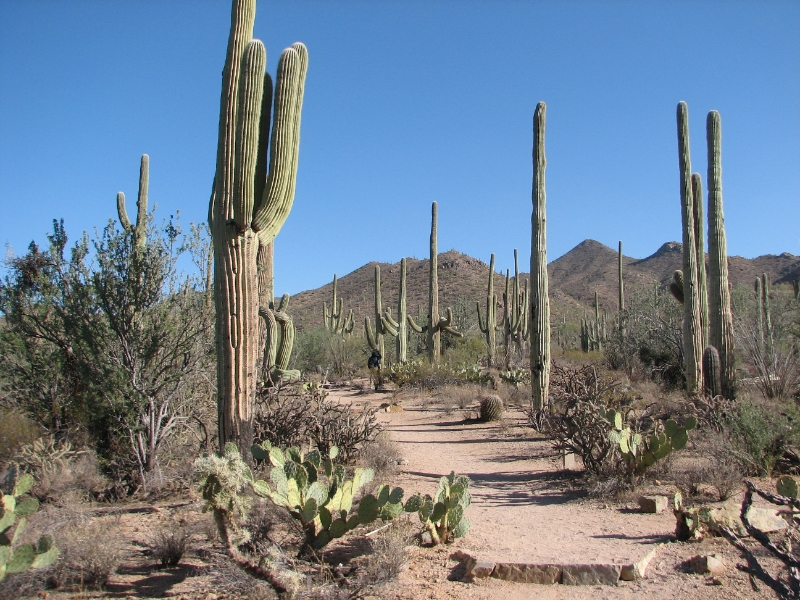 IMG_1163.JPG - By 50 years, the saguaro may be as tall as 7 feet. After about 75 years, it may sprout its first branches or "arms." The branches begin as prickly balls, then extend out and upward.
