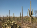 10-Saguaro