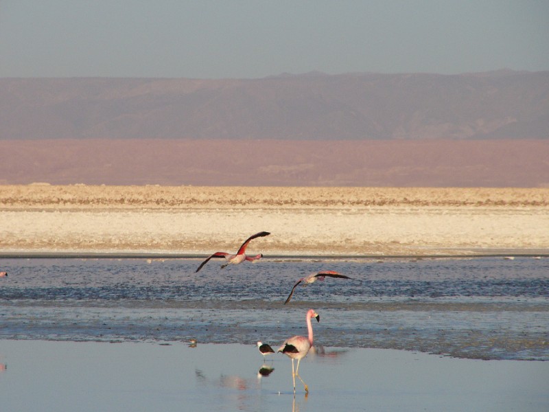 P1080230.JPG - Flamingoes at the Salar de Atacama