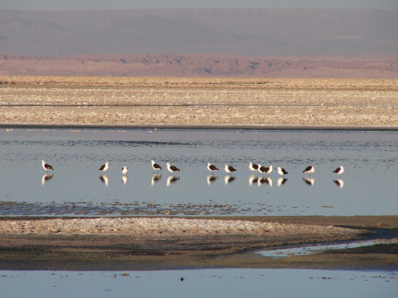 P1080234.JPG - Plovers take center stage