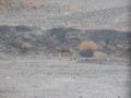 IMG_5459