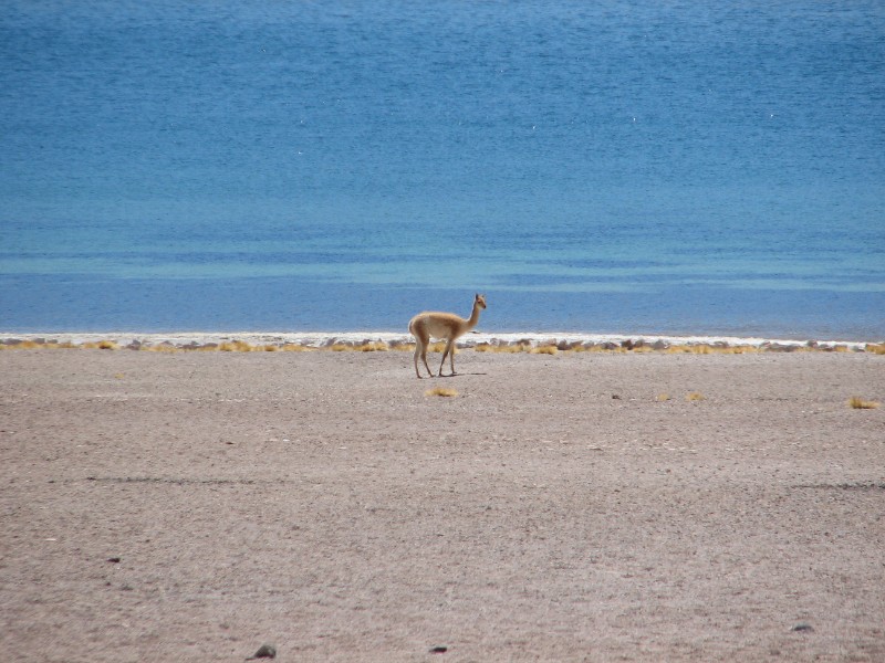 IMG_5516.jpg - Vicuña