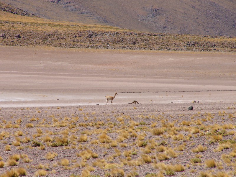 P1080281.JPG - Vicuña and  Andean Fox in a spat.
