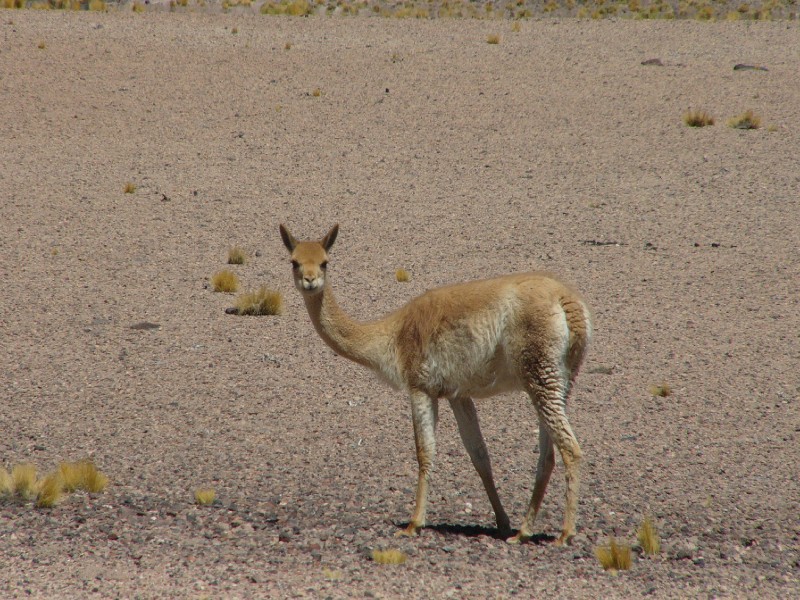 P1080299.JPG - Vicuña, curiosity piqued.