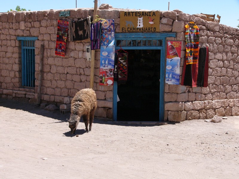 P1080338.JPG - Llama outside Toconao store.