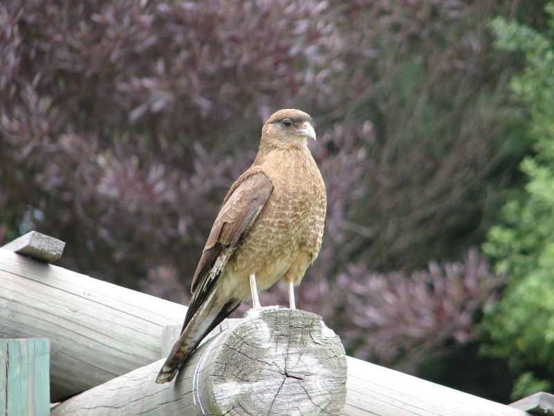 IMG_5777.jpg - Hawk atop a school building, Pucon.