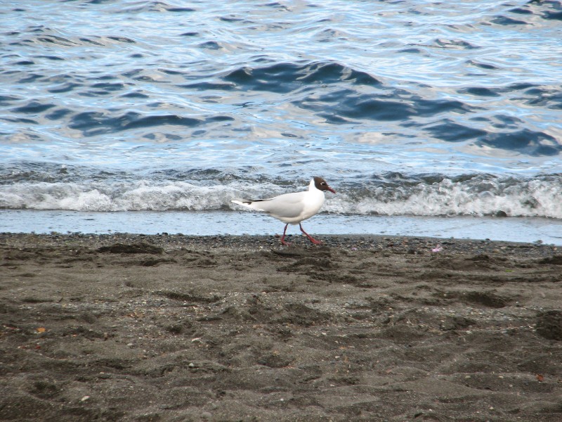 IMG_5828.jpg - Andean gull on the shores of Lake Llanquihue