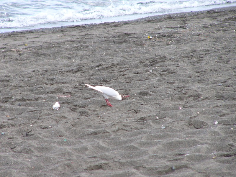 P1080655.JPG - Gull flexing its neck.