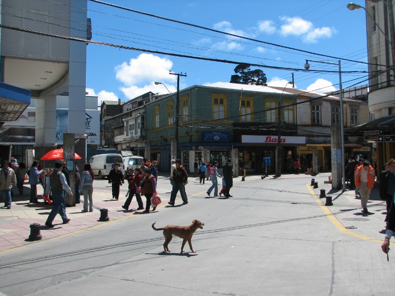 IMG_5929.JPG - Common sight in Chilean cities. Stray dogs. This is a busy intersection in Puerto Montt.