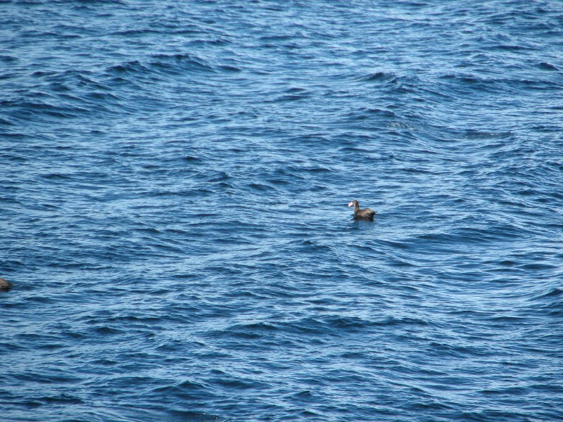 IMG_5982.JPG - Day 3: 8 am: Back  in the narrow channels, the calmer waters made for a pleasant morning. The black bird is a different species of Albatross?