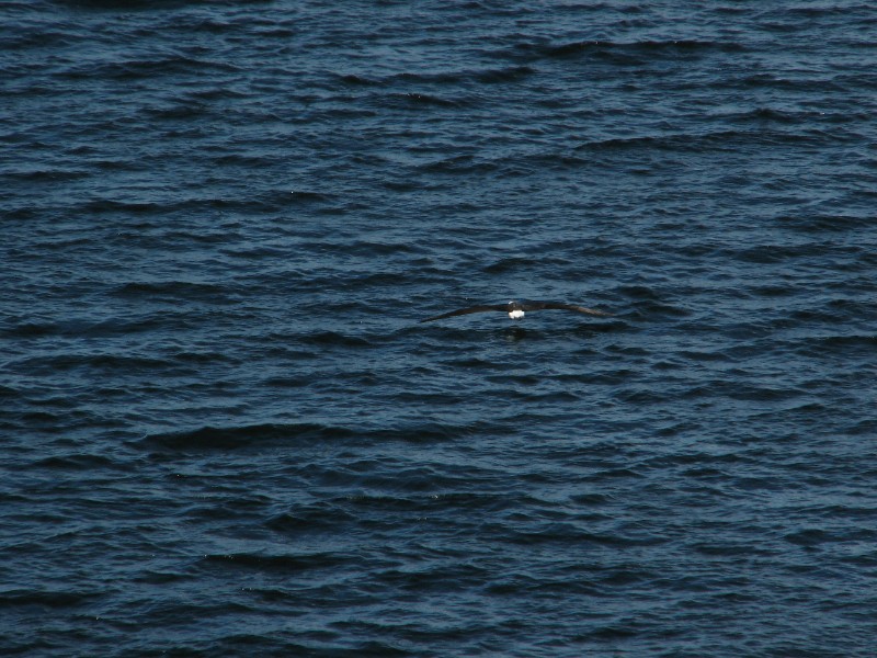 IMG_5997.JPG - Day 3: 10:45 am: Low flying Albatross.