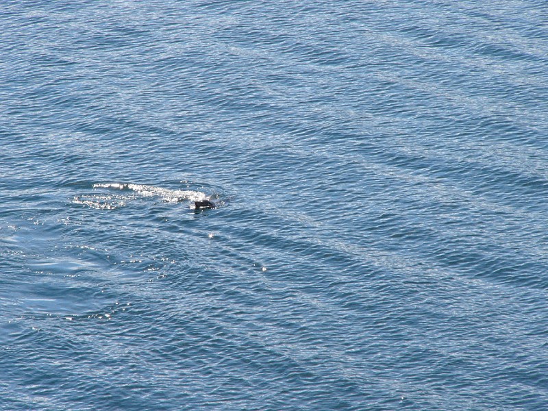 P1080872.JPG - Day 3: 10:55 am: Seal Lion.