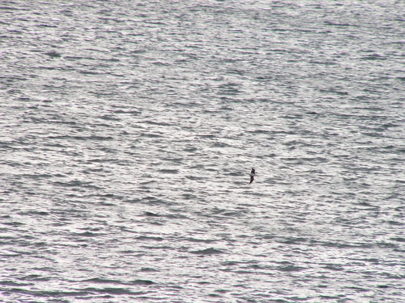 P1080885.JPG - Albatross!