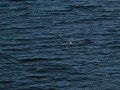 IMG_5997
