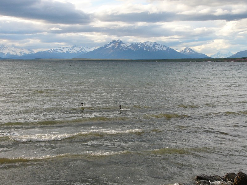 P1090266.JPG - Black necked swans on the Last Hope Inlet with the backdrop of Cerro Prat  (dark mountain in center), Cerro Tenerife and in the distance Cerro Paine Grande (under cloud) which is in Torres del Paine National Park, a 150 km. away.