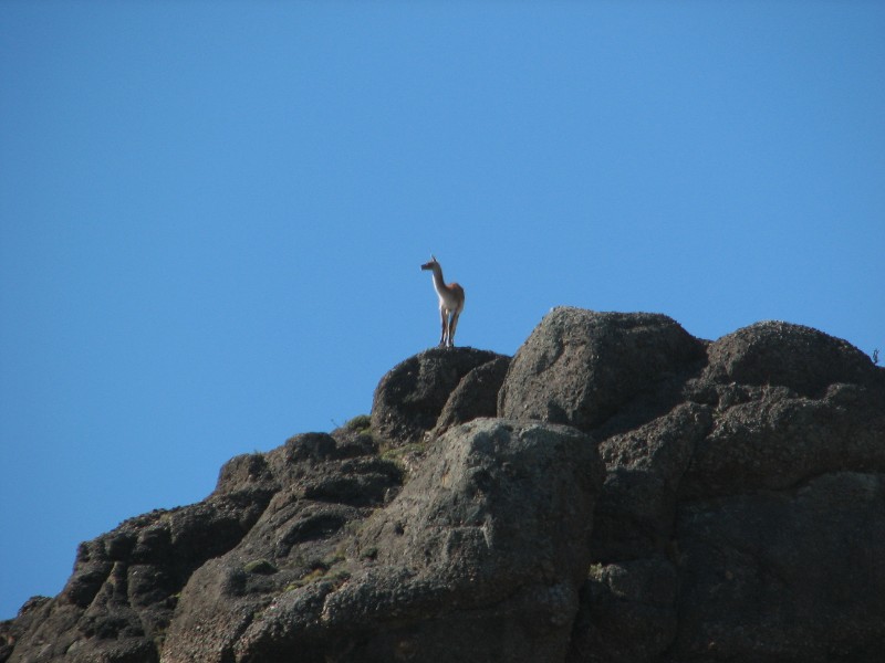 IMG_6105.JPG - Day 1: 9:20 am : Guanaco