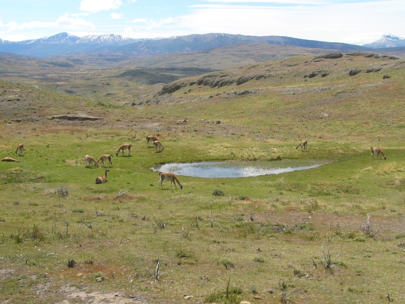 P1090249.JPG - Day 5: 1:12 pm: Guanacos in Torres del Paine National Park