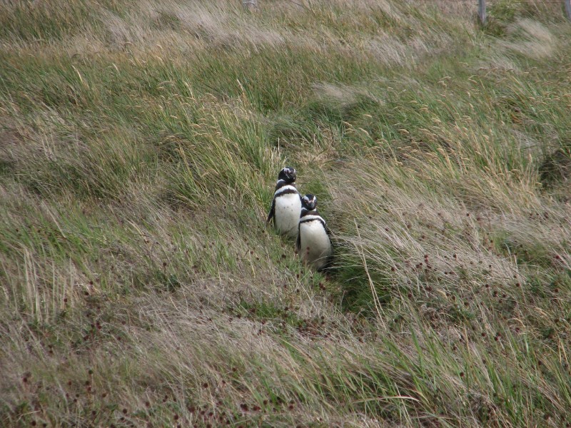 IMG_6411.JPG - Magellanic Penguins (Spheniscus magellanicus) leaving their nests going towards the ocean