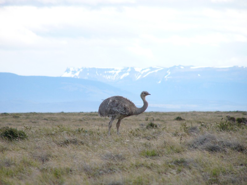P1090298.JPG - Darwin's Rhea known as Ñandú in Spanish