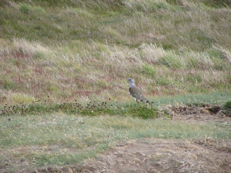 P1090320.JPG - Queltehue