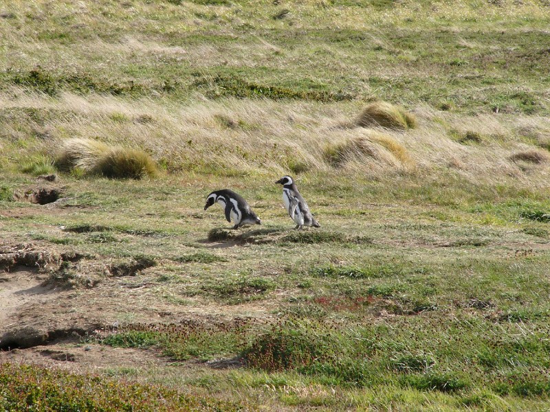 P1090322.JPG - Penguin returning from the ocean to their nest. Both genders are similar, but males are much longer than females. They take turns to watch and feed the little ones.