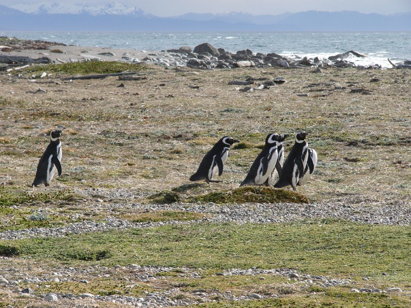 P1090323.JPG - Penguins heading towards the sea. They feed with different fish species in the ocean and bring back fish for the chicks waiting for them in their nests. They swim for food every 8 hours and dive 30 to 35 metres deep.