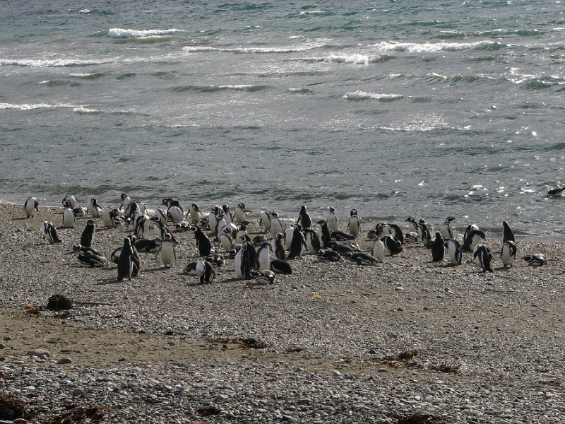 P1090324.JPG - Penguins at the beach