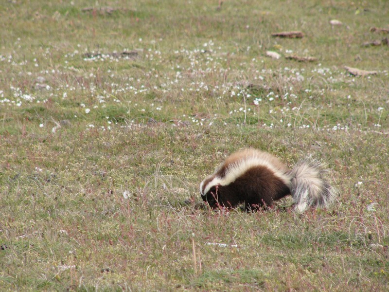 P1090332.JPG - Patagonian Skunk