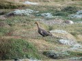 IMG_6437