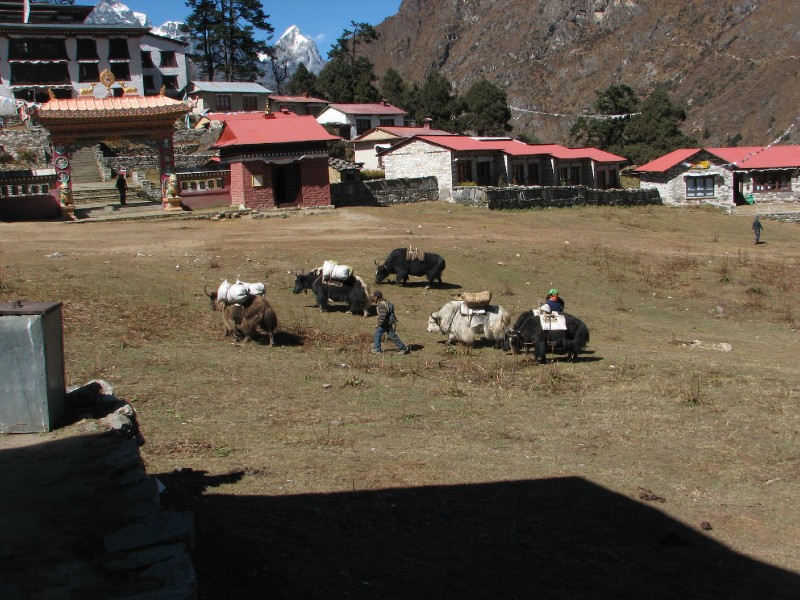 IMG_8143.JPG - Yak herd passing in front of the Monastery.